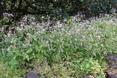 Neanotis montholonii